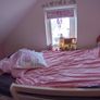 Single/loft/bunk bed Image 4