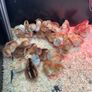 Heritage Rhode Island Red chicks Image 2