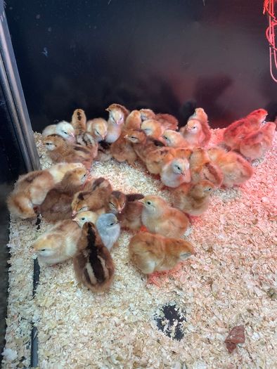Heritage Rhode Island Red chicks