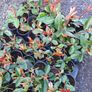 Red Robin Photinia Hedging Image 6
