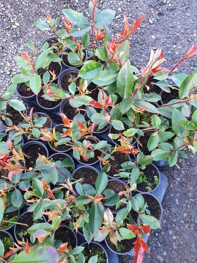 Red Robin Photinia Hedging