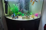 300l corner fish tank
