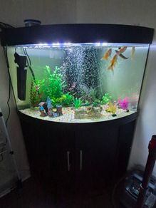 300l corner fish tank