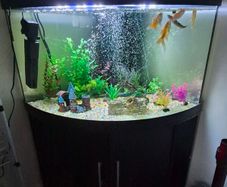 300l corner fish tank