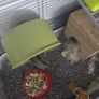 hamster Image 2