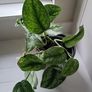 Scindapsus Trebie planter Image 3