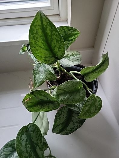 Scindapsus Trebie planter