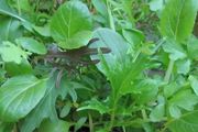 (L) Japanese Greens seeds 3g (123001)