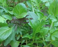 (L) Japanese Greens seeds 3g (123001)