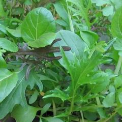 (L) Japanese Greens seeds 3g (123001)