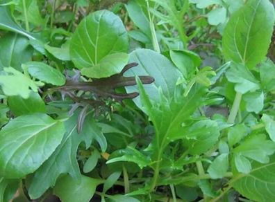 (L) Japanese Greens seeds 3g (123001)