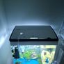 Fish Image 2