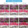 Solar Fountain Pump 3.5W LED Solar Powered Water Feature and Round Shape Solar Water Pump with 6 Nozzles for Bird Bath, Garden, Pond, Fish Tank (FREE POSTAGE) Image 3