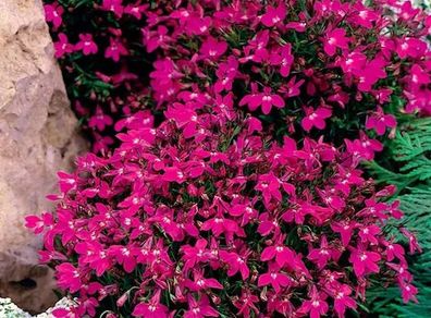 (L) Trailing Lobelia Cascade Pink seeds 0.1g (415038)