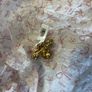 Avoca Bee brooch Image 3