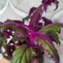 GYNURA "Purple passion" House plant Image 6