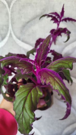 GYNURA "Purple passion" House plant