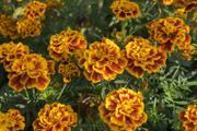 (M) Marigold Fiesta seeds 1g (414512)