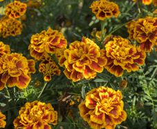 (M) Marigold Fiesta seeds 1g (414512)
