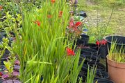 Crocosmia Lucifer