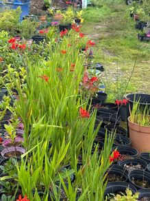 Crocosmia Lucifer