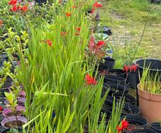 Crocosmia Lucifer