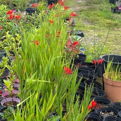 Crocosmia Lucifer