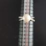 [Size 58] Perlaviva Genuine Freshwater Pearls in Rhodium-Plated 925 Silver Ring Image 5