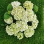 Matured Hydrangea macrophylla plants Image 2