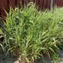 Ornamental Grass - Variegated Ribbon Grass Image 3