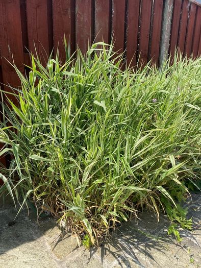 Ornamental Grass - Variegated Ribbon Grass