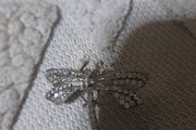 dragonfly brooch