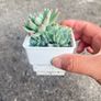 plant Image 2