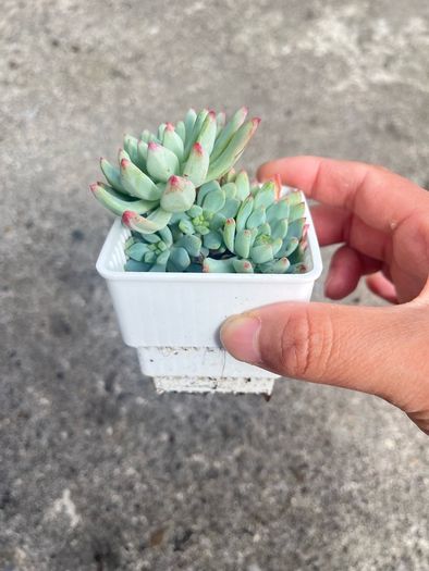 plant