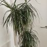 Tall Triple-Stem Dracaena Marqinata Dragon Tree Image 2