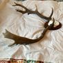 deer mount Image 4