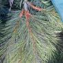 6ft Christmas tree natural effect Image 3