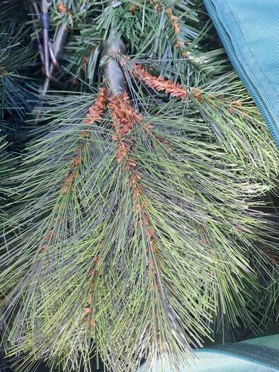 6ft Christmas tree natural effect