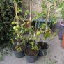 tomato Image 5