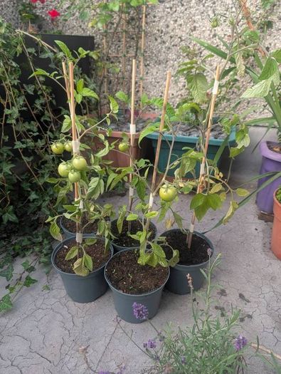 tomato