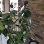 BIG plant Image 2