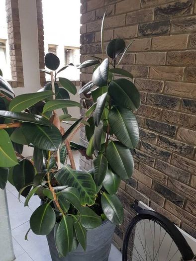 BIG plant