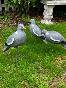 decoys