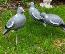 decoys