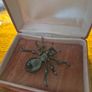 Spider Brooch Image 4