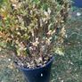plant Image 8