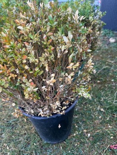 plant