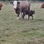 Sucklers First Calvers Image 5