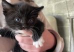 5 kittens