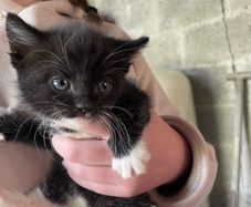 5 kittens